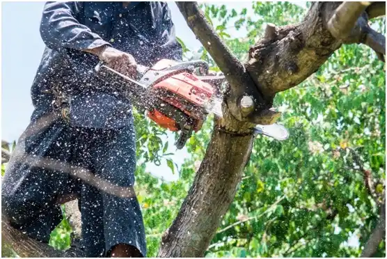 tree services Old Orchard